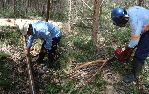 Inventário Florestal