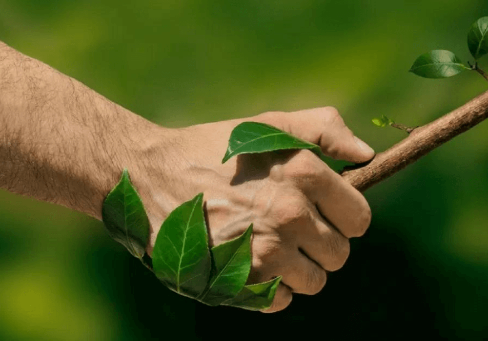 Atividades Florestais​
