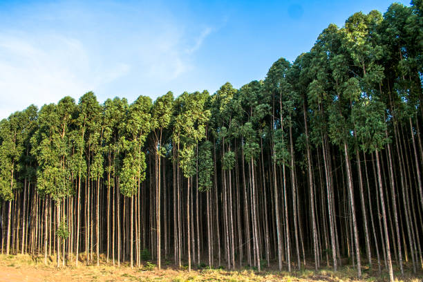 plantacao de eucalipto